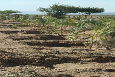 فروش زمین صفا دشت بعداز روستای اختر اباد ۱۲۰۰ متر