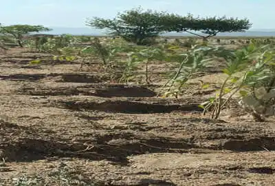 فروش زمین صفا دشت بعداز روستای اختر اباد ۱۲۰۰ متر