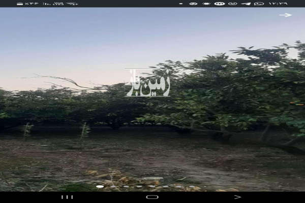 فروش باغ مرکبات تامسون ونارنگی در روستای ریکنده ۱۰۰۰ متر-1