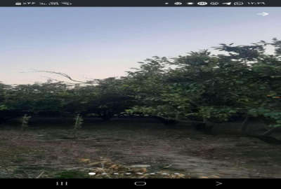 فروش باغ مرکبات تامسون ونارنگی در روستای ریکنده ۱۰۰۰ متر