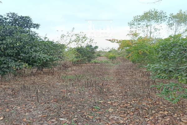 فروش زمین باغی ۲۸۵۰ متری در لنگرود سیگارود-4