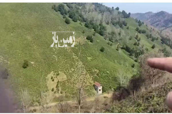 فروش زمین باغ چای سنددار در رودسر ۱۰ هکتار-1