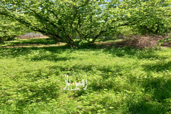 فروش باغ رودسر رحیم اباد اشکور روستای لیما هلوچال ۱۵۰۰ متر-3