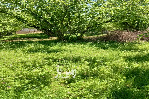 فروش باغ رودسر رحیم اباد اشکور روستای لیما هلوچال ۱۵۰۰ متر - تصویر 3