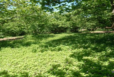 فروش باغ رودسر رحیم اباد اشکور روستای لیما هلوچال ۱۵۰۰ متر