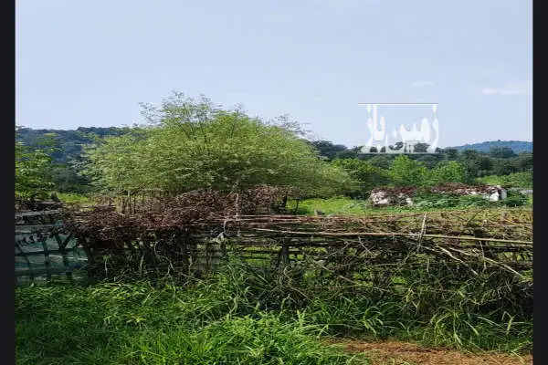 فروش زمین با طبیعت عالی در تالش طولارود ۳۰۰ متر - تصویر 3