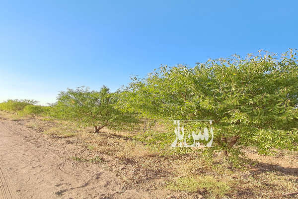 فروش باغ با درختهای ۷ ساله بارده با سهمیه آب کشاورزی-1