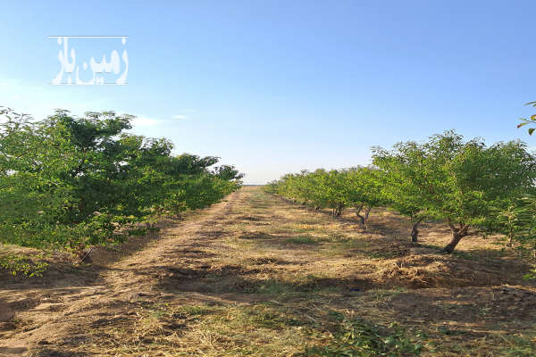 فروش باغ با درختهای ۷ ساله بارده با سهمیه آب کشاورزی-2