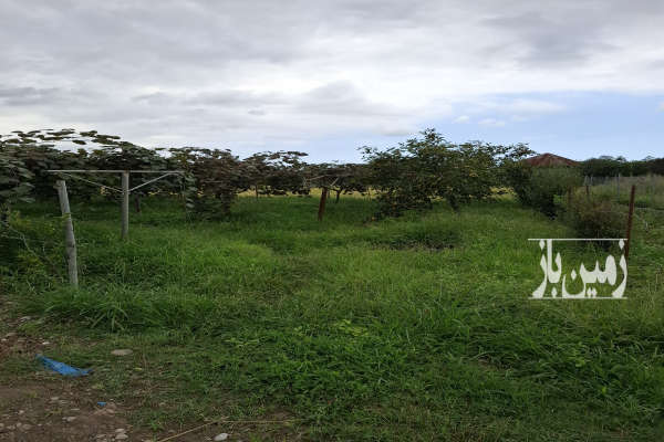 فروش باغ کیوی ۱۰۰۰متر خرم آباد روستای شیرج خیل-1