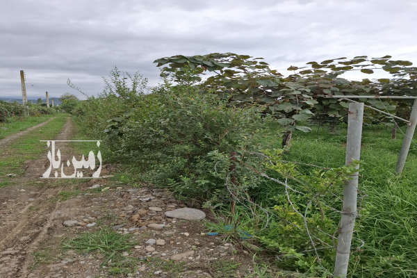 فروش باغ کیوی ۱۰۰۰متر خرم آباد روستای شیرج خیل-2