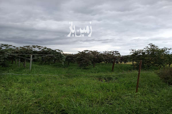 فروش باغ کیوی ۱۰۰۰متر خرم آباد روستای شیرج خیل-3