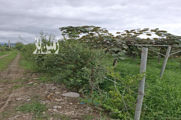 فروش باغ کیوی ۱۰۰۰متر خرم آباد روستای شیرج خیل-4