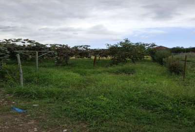 فروش باغ کیوی ۱۰۰۰متر خرم آباد روستای شیرج خیل