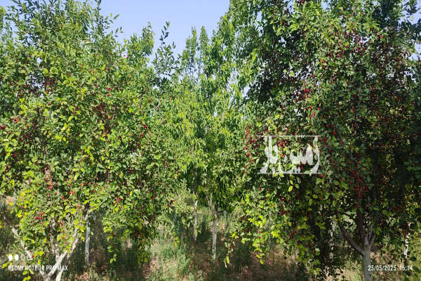 فروش خونه باغ ۲۵۰۰ متر در جاده سد کارده روستای ده سرخ-1
