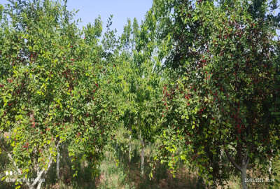 فروش خونه باغ ۲۵۰۰ متر در جاده سد کارده روستای ده سرخ