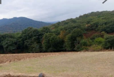 فروش زمین کشاورزی ۵۰۰ متر علی ابادکتول روستای کردابا
