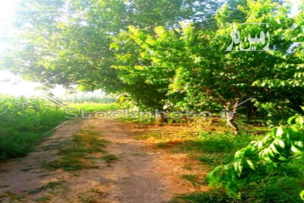 فروش زمین کشاورزی واقع در ابتدای گوگد ۸۱۲ متر-1
