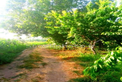 فروش زمین کشاورزی واقع در ابتدای گوگد ۸۱۲ متر