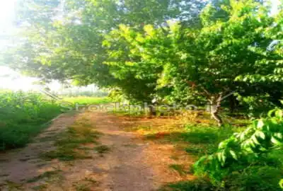 فروش زمین کشاورزی واقع در ابتدای گوگد ۸۱۲ متر