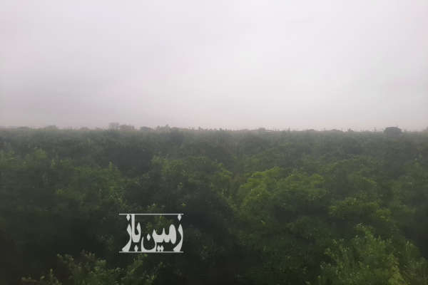 فروش باغ مرکبات گیل خواران روستای ذغال منزل ۲۱۰۰۰ متر-1