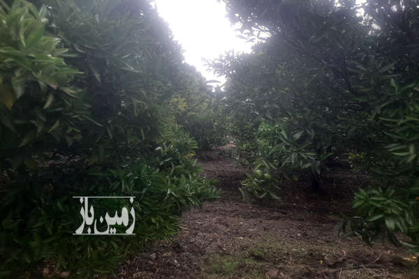 فروش باغ مرکبات گیل خواران روستای ذغال منزل ۲۱۰۰۰ متر-2