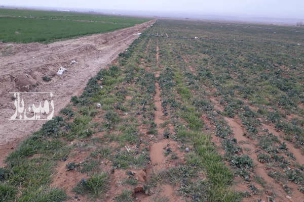فروش زمین باغی ۳ هزار متری در روستای علی آباد ایلخچی-1