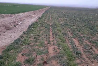 فروش زمین باغی ۳ هزار متری در روستای علی آباد ایلخچی