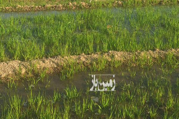 فروش زمین کشاورزی ۱ هکتار مناسب باغ دارای اب روستای مراگلو-1