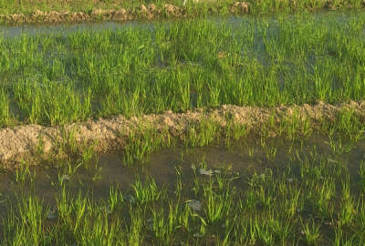 فروش زمین کشاورزی ۱ هکتار مناسب باغ دارای اب روستای مراگلو