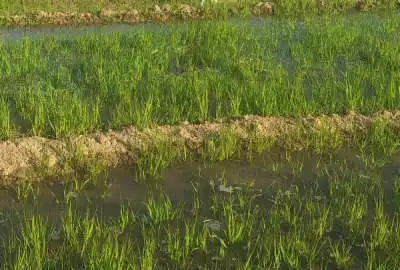 فروش زمین کشاورزی ۱ هکتار مناسب باغ دارای اب روستای مراگلو