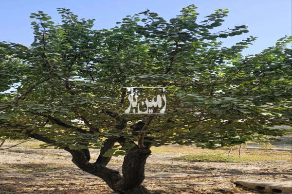 فروش باغ ۱۰۰۰ متری نزدیک شهرک حجت-2