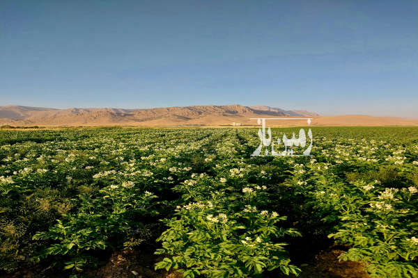 فروش زمین کشاورزی آبی روانسر سنددار ۶ هکتار-2