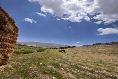 فروش ۲ هکتار زمین کشاورزی روستای سله بن