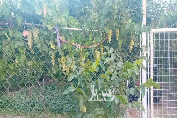 فروش باغ انگور ابهر شناط خیابان طالقانی شمالی ۸۰۰ متر-1