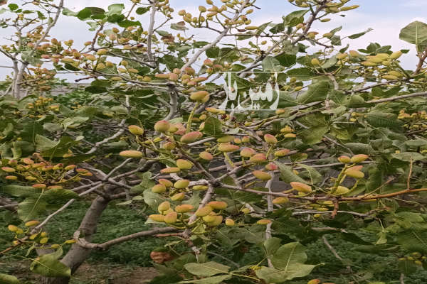 فروش باغ پسته به متراژ ۱۰۰۰بارده با برداشت محصول-2