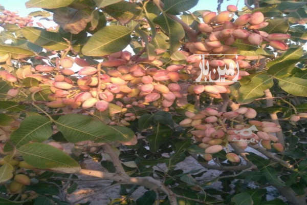 فروش باغ پسته به متراژ ۱۰۰۰بارده با برداشت محصول-3