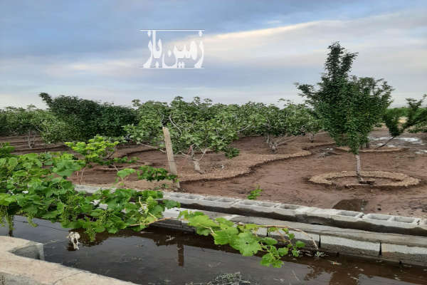 فروش باغ پسته به متراژ ۱۰۰۰بارده با برداشت محصول-4