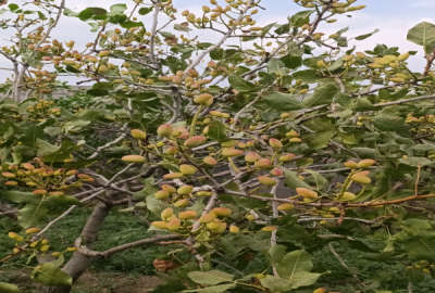 فروش باغ پسته به متراژ ۱۰۰۰بارده با برداشت محصول