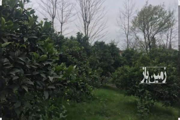 فروش زمین باغ با درخت های ۲۰ ساله در ساری بغل کمربندی ۱۱۰۰ متر-1