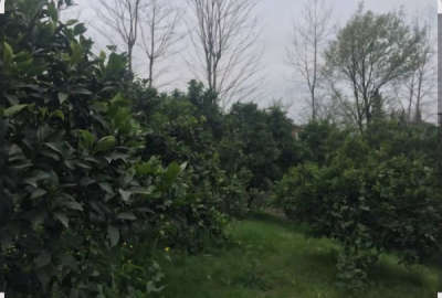 فروش زمین باغ با درخت های ۲۰ ساله در ساری بغل کمربندی ۱۱۰۰ متر