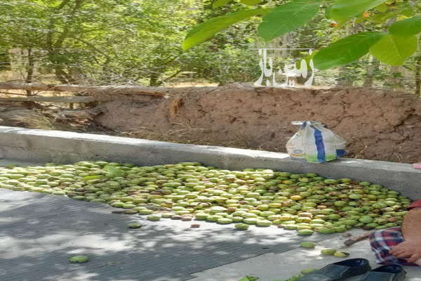 فروش باغ ۴۵۰ متر چسبیده به روستای تویه-1