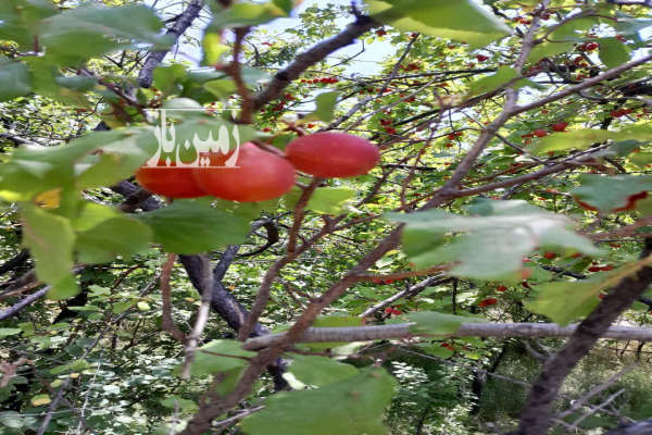 فروش باغ ۴۵۰ متر چسبیده به روستای تویه-2