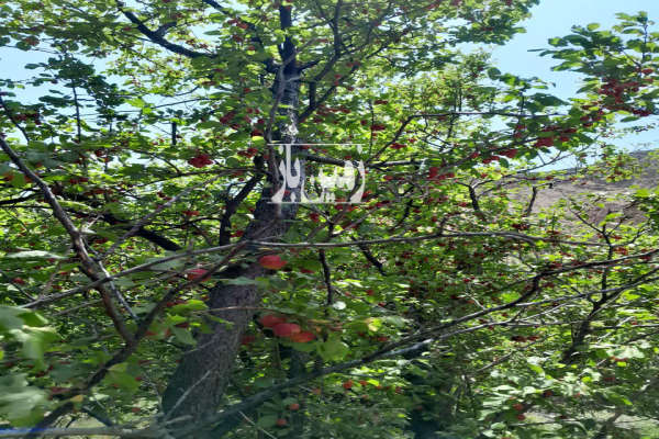 فروش باغ ۴۵۰ متر چسبیده به روستای تویه-4