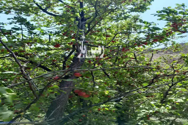 فروش باغ ۴۵۰ متر چسبیده به روستای تویه - تصویر 4