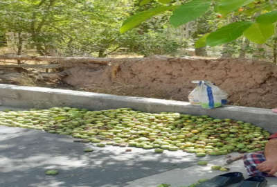 فروش باغ ۴۵۰ متر چسبیده به روستای تویه