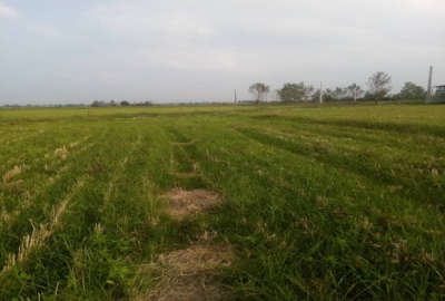 زمین باغی آمل کلوده روستای ورکاده ۱۸۵ متر