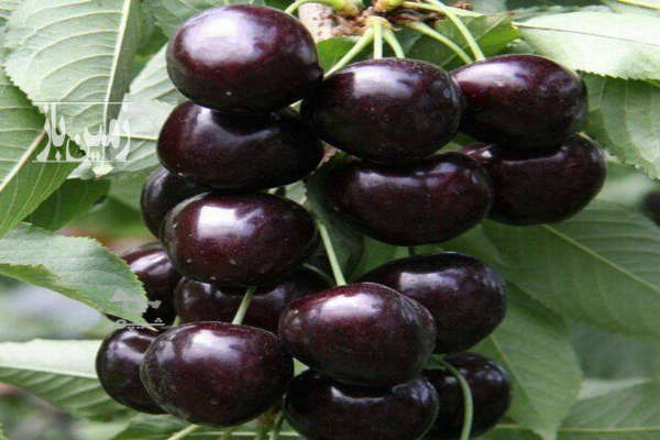 فروش باغ جاده هراز لاریجان منطقه ییلاقی وانا امیری ۲۰۰۰ متر-1