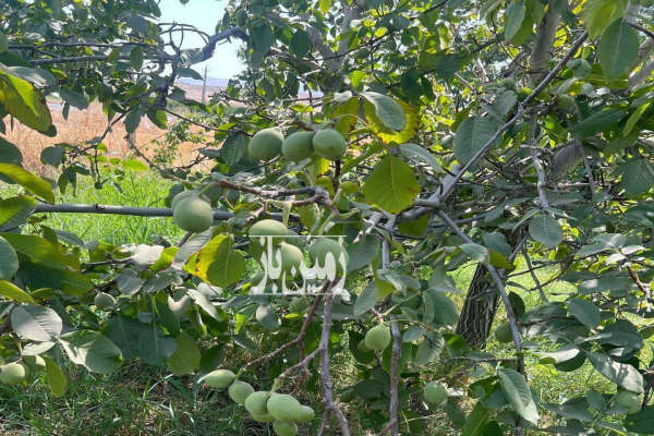 فروش باغ جاده هراز لاریجان منطقه ییلاقی وانا امیری ۲۰۰۰ متر-2