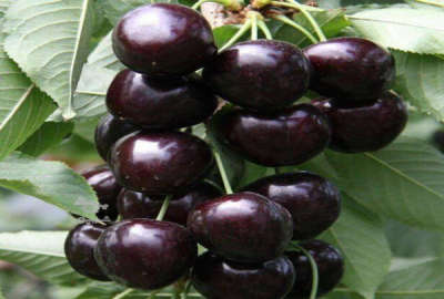 فروش باغ جاده هراز لاریجان منطقه ییلاقی وانا امیری ۲۰۰۰ متر