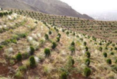 فروش زمین کشاورزی جاده سنندج دیواندره ۱۰۰۰۰ متر